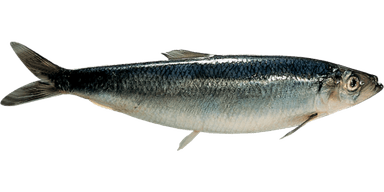 Herring