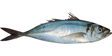 Horse mackerel